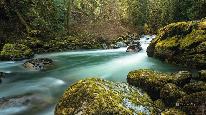 Mossy rocks in a flowing river in a forest