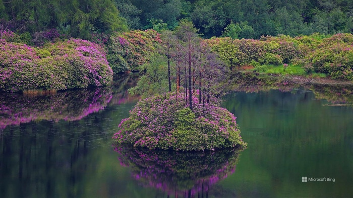 Island with pink flowers in a lake