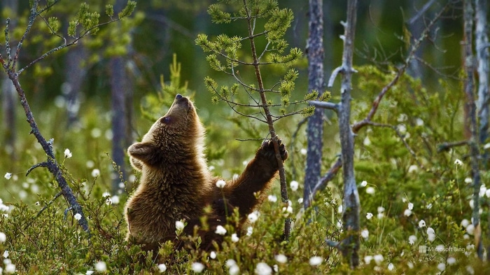 Brown bear cub playing with a small tree in a forest
