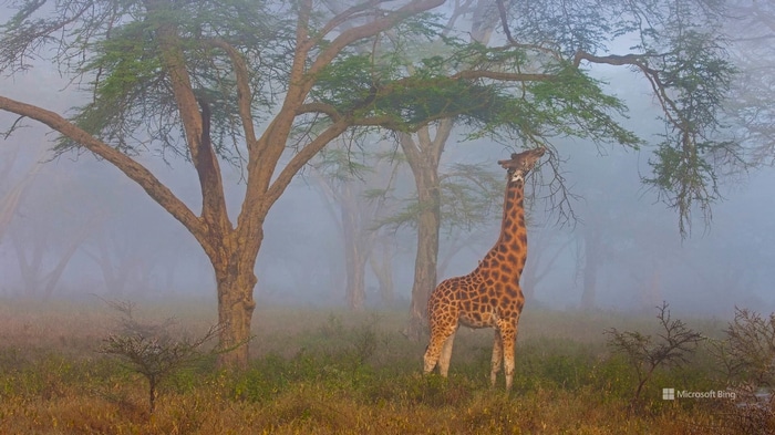Giraffe eating leaves in a misty forest