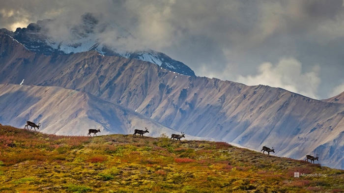 Reindeer herd walking on a mountainside with a Microsoft Bing logo