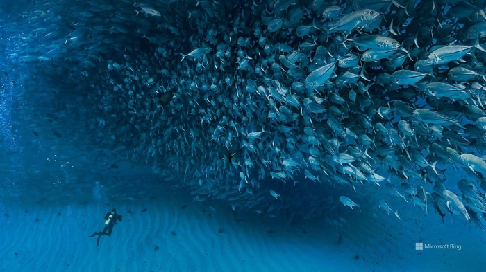 A diver swims near a massive school of fish