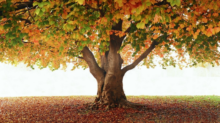 A large tree with colorful autumn leaves