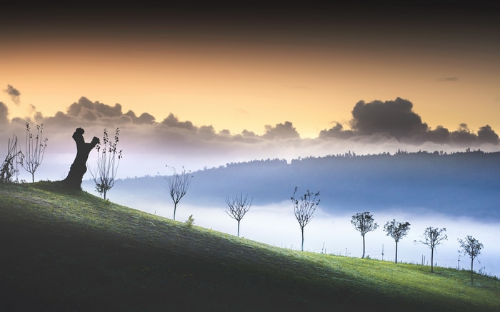 Misty landscape with trees at sunrise