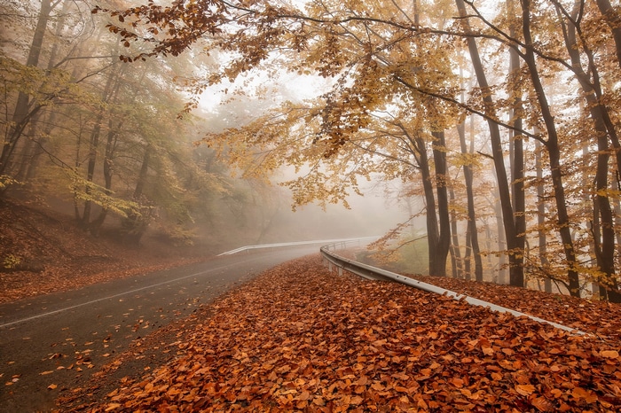 Winding road through a misty autumn forest covered in leaves