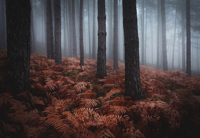 Misty forest with ferns and tall trees