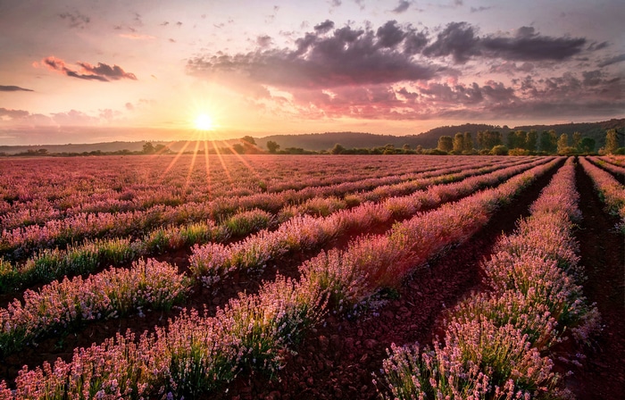 Lavender field at sunset with sun rays