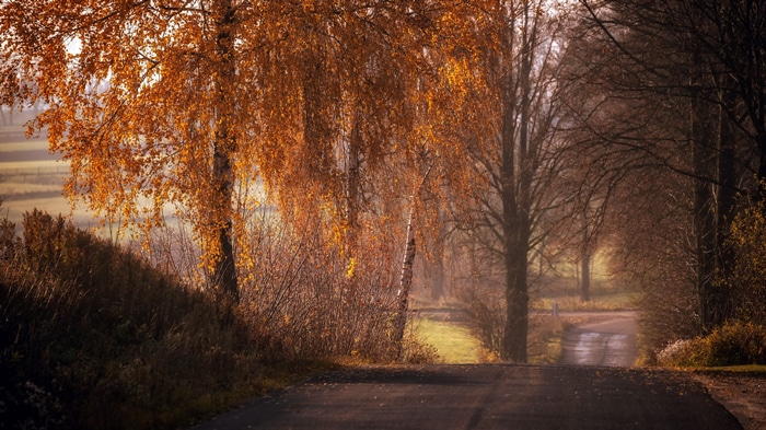4K road through trees in fall