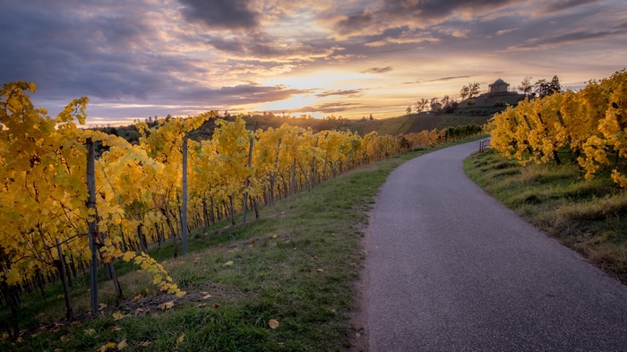 Vineyard road at sunset with autumn foliage