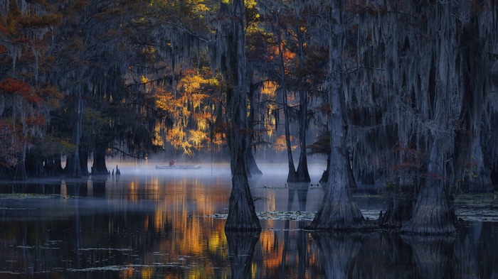 Canoeist in a misty cypress swamp during fall