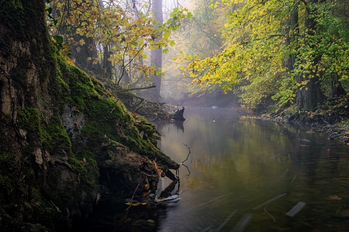 Misty creek flowing through an autumn forest with mossy trees