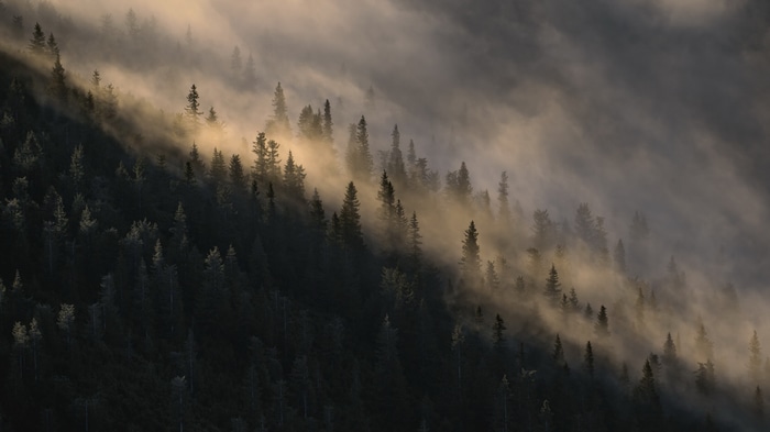 4K trees in a misty mountain landscape