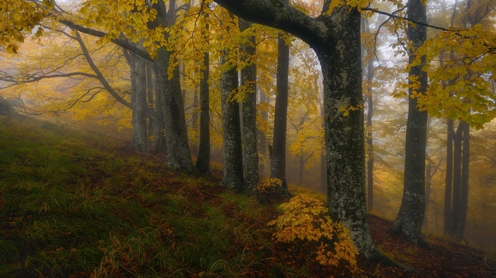 Misty forest with yellow leaves in autumn
