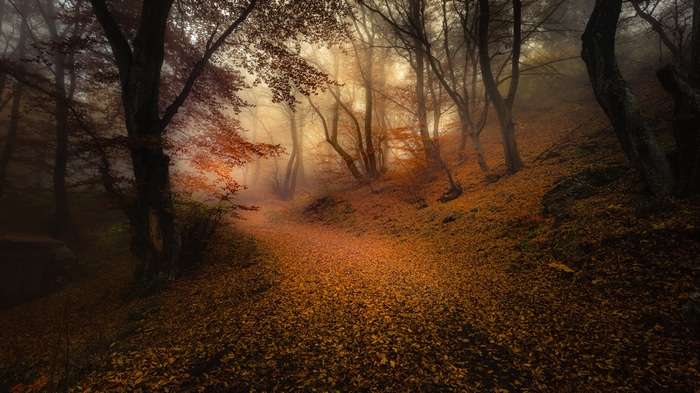 4K pathway through a fall forest with fallen leaves