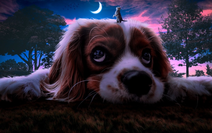 A dog and cat under a crescent moon