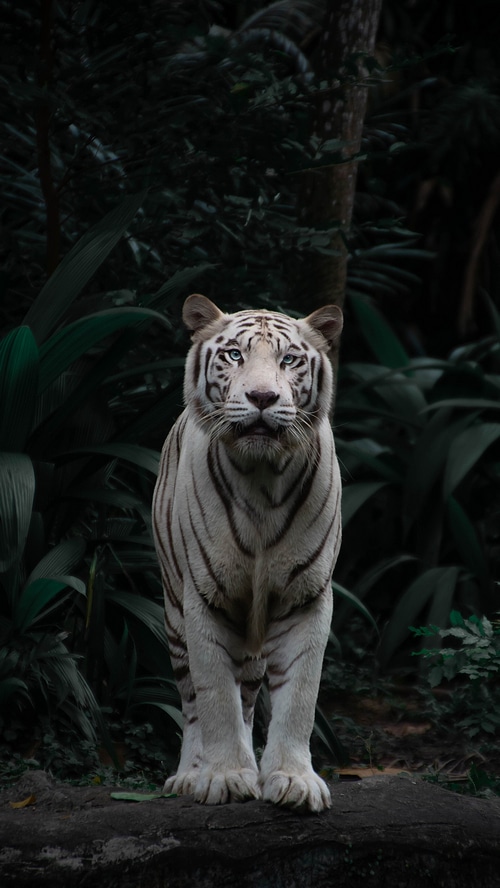 White tiger with blue eyes in a dark forest