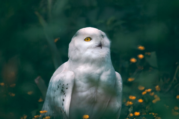 Snowy owl with yellow eyes in a garden