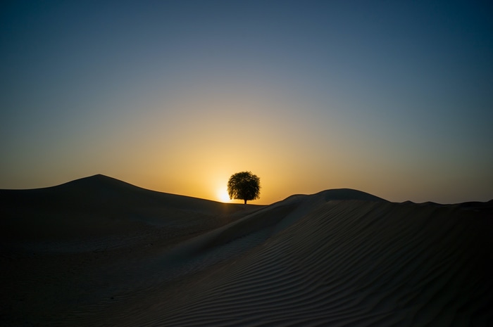 Lone tree in the desert at sunset