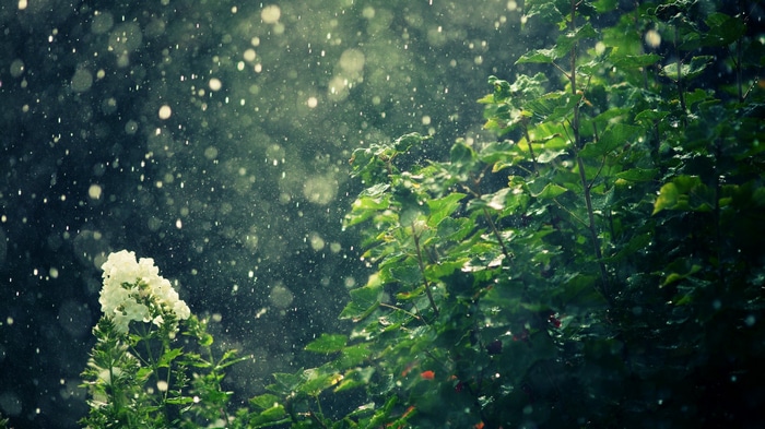 Rain falling on green plants and white flowers