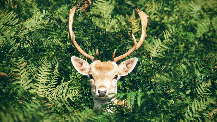 Deer with antlers peeking through ferns