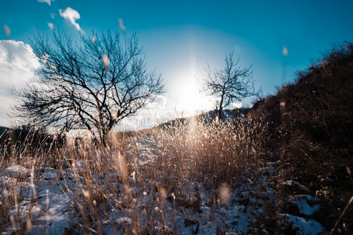 4K winter landscape with trees and snow