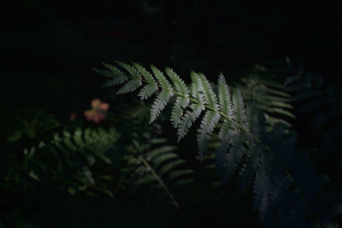 4K fern leaves in dark forest