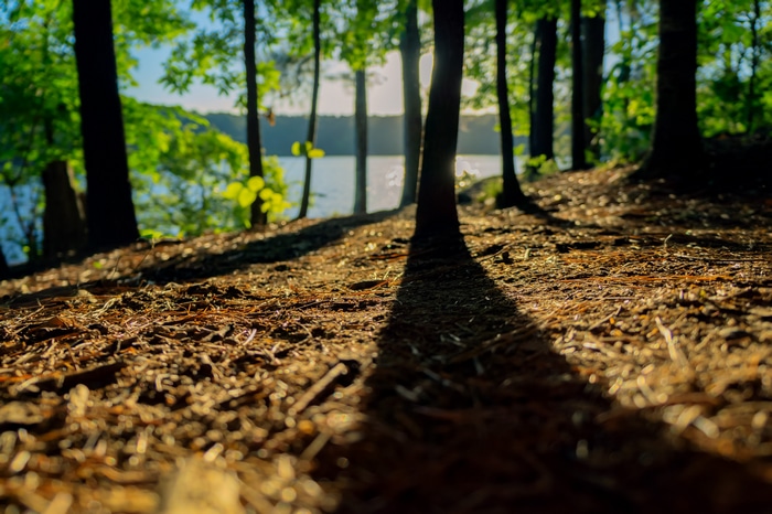 4K forest landscape with lake view