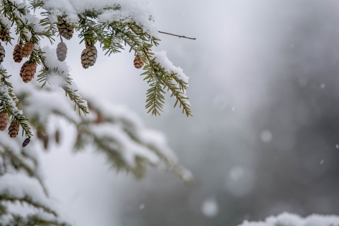 Pine cones on a snow-covered branch in winter