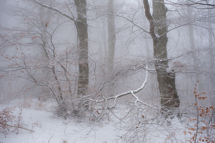 4K winter forest with snow and fog