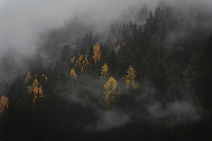 Misty forest with autumn trees