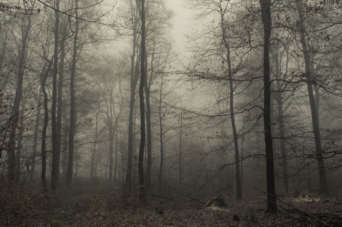 Misty forest with bare trees and fallen leaves
