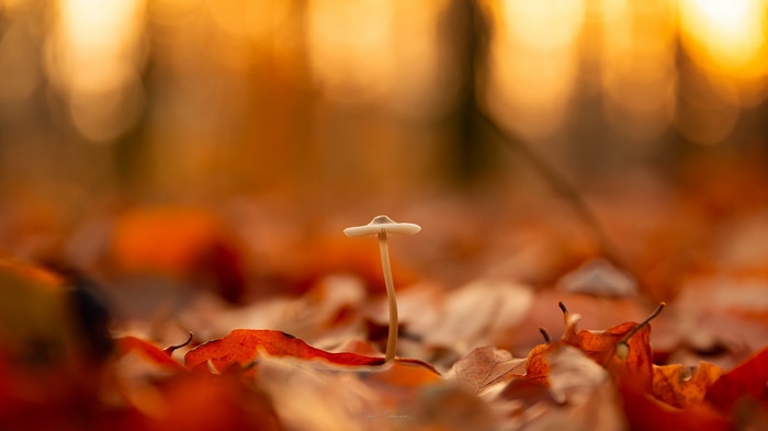 Macro view of a small mushroom in autumn leaves