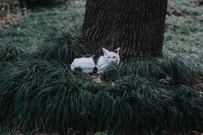 Cat resting by a tree trunk in grass