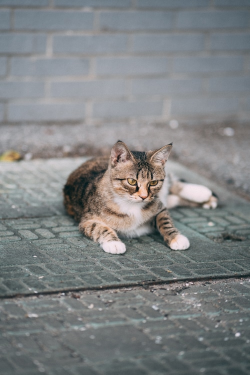 4K tabby cat lying on pavement
