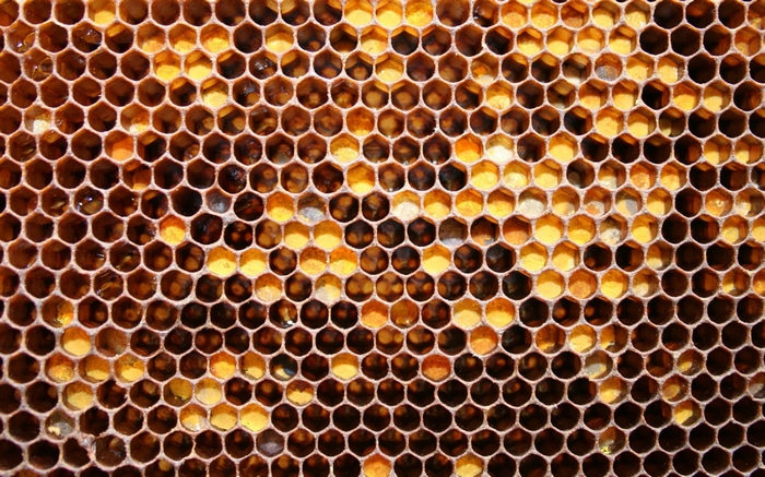 Close-up of a honeycomb with honey
