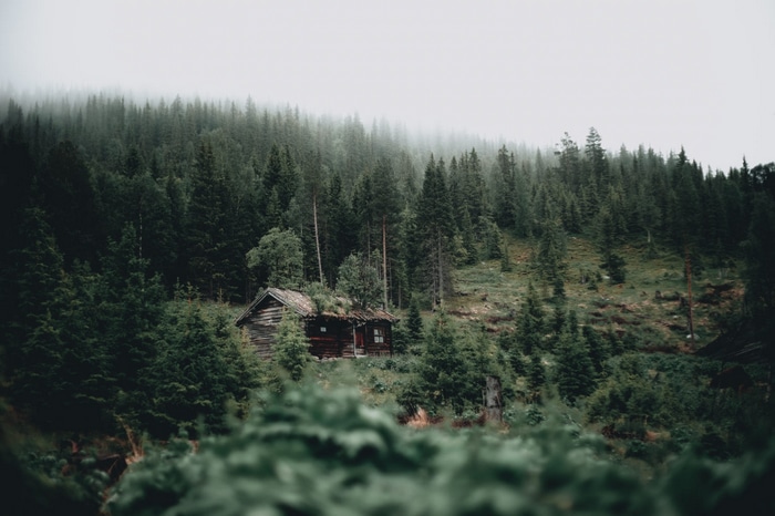 Wooden cabin in a foggy pine forest