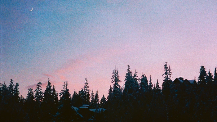 Silhouette of pine trees against a twilight sky with a crescent moon