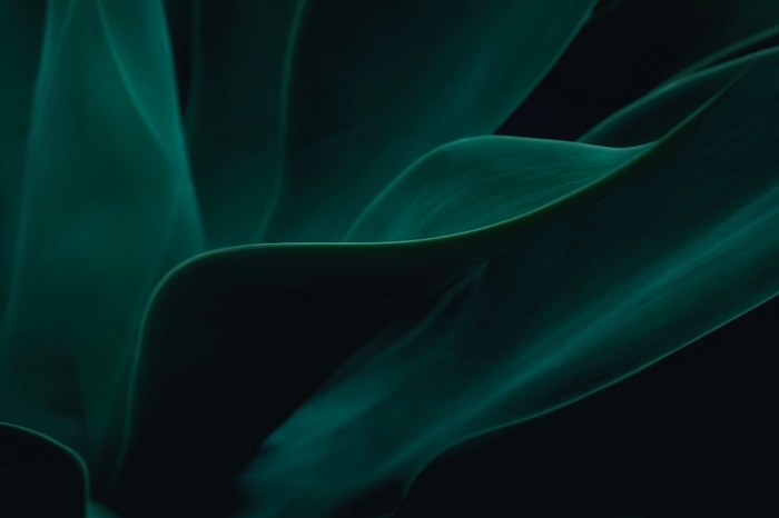 Abstract dark green plant leaves with shadows