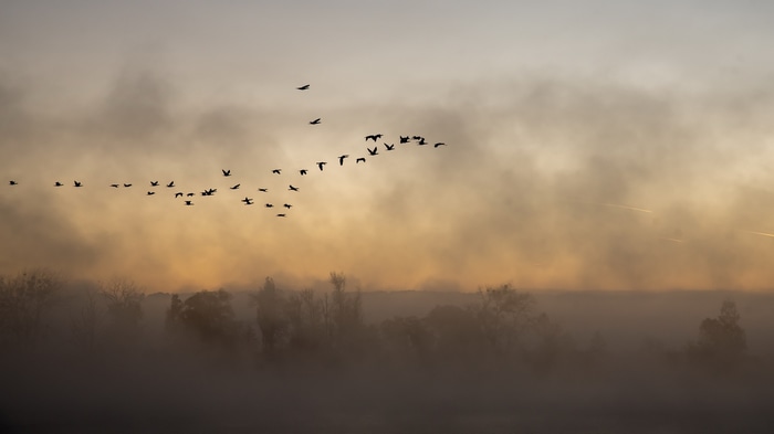 Birds flying in formation through mist at sunrise