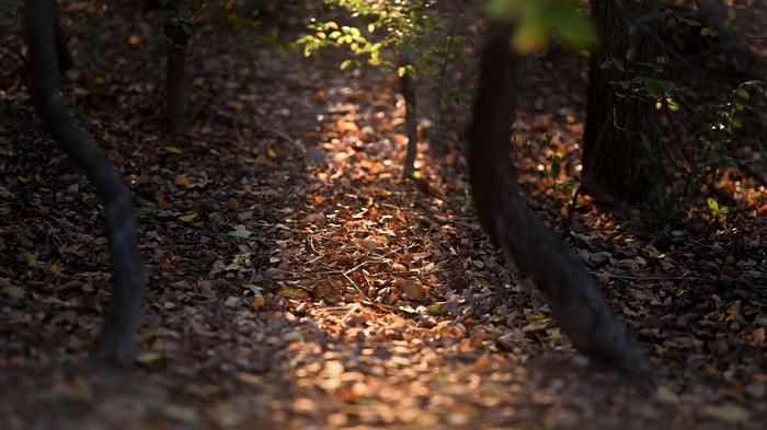 Sunlight filtering through trees onto a forest floor covered in leaves