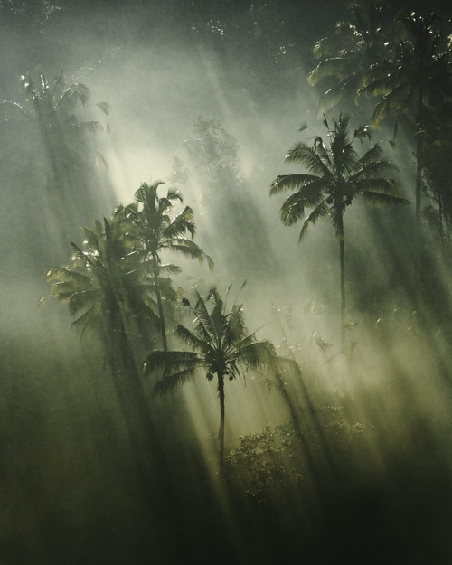 Palm trees in misty jungle with sunbeams