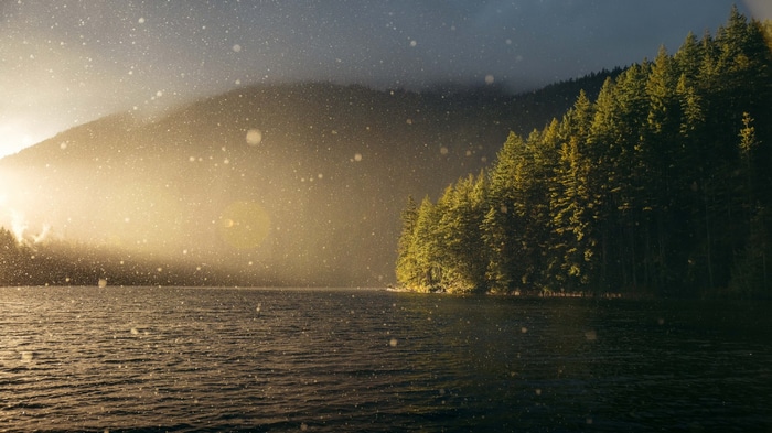 Sunlight over a lake and pine forest