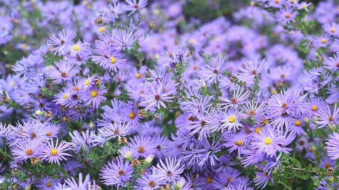 4K purple flowers in nature