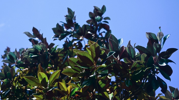 Magnolia leaves against a clear blue sky