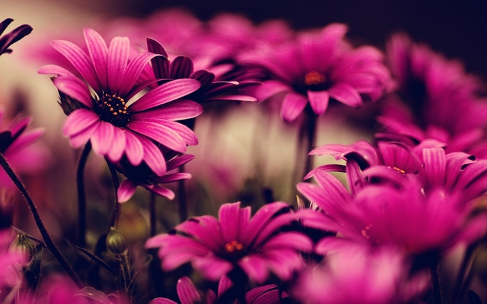 Close-up of vibrant pink daisy-like flowers