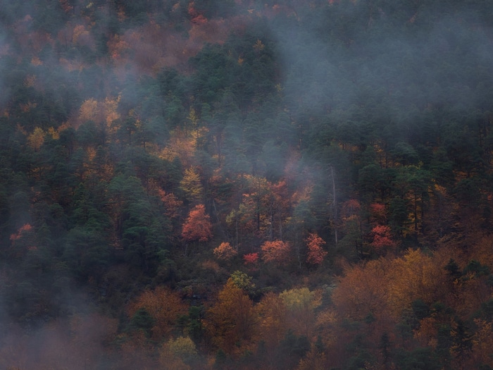 Misty forest with autumn trees