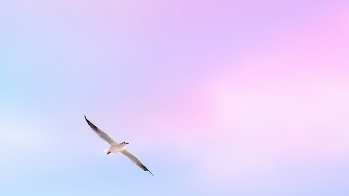 Seagull flying in a pastel sky