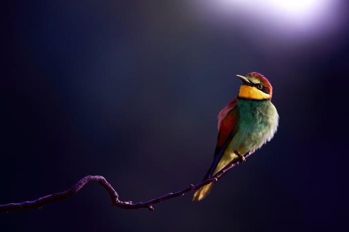 European Bee-eater perched on a branch