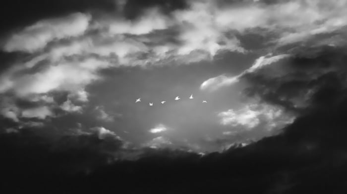 Birds flying in a cloudy sky
