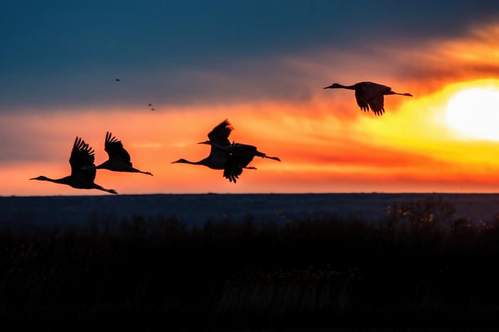 Cranes flying at Bosque del Apache National Wildlife Refuge during sunrise